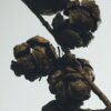 Portavelas de cera «Bolas de ciprés»