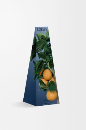 Portavelas de cera «Flor de azahar»